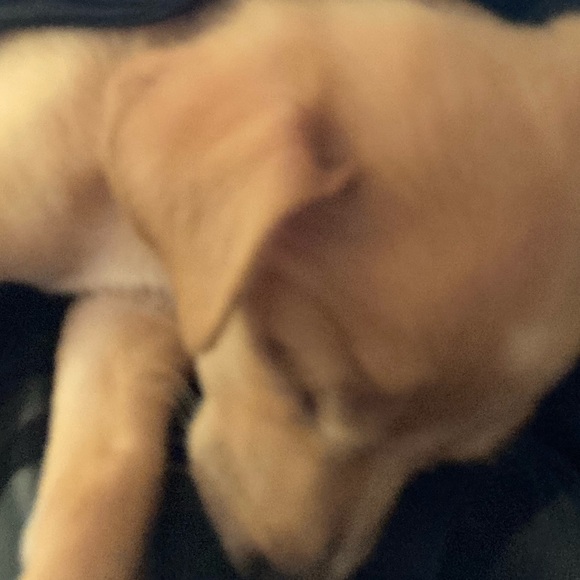 Meet your Posher, Susana - Picture 1 of 1